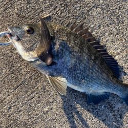 心地よい気候のなかセイゴ狙いました