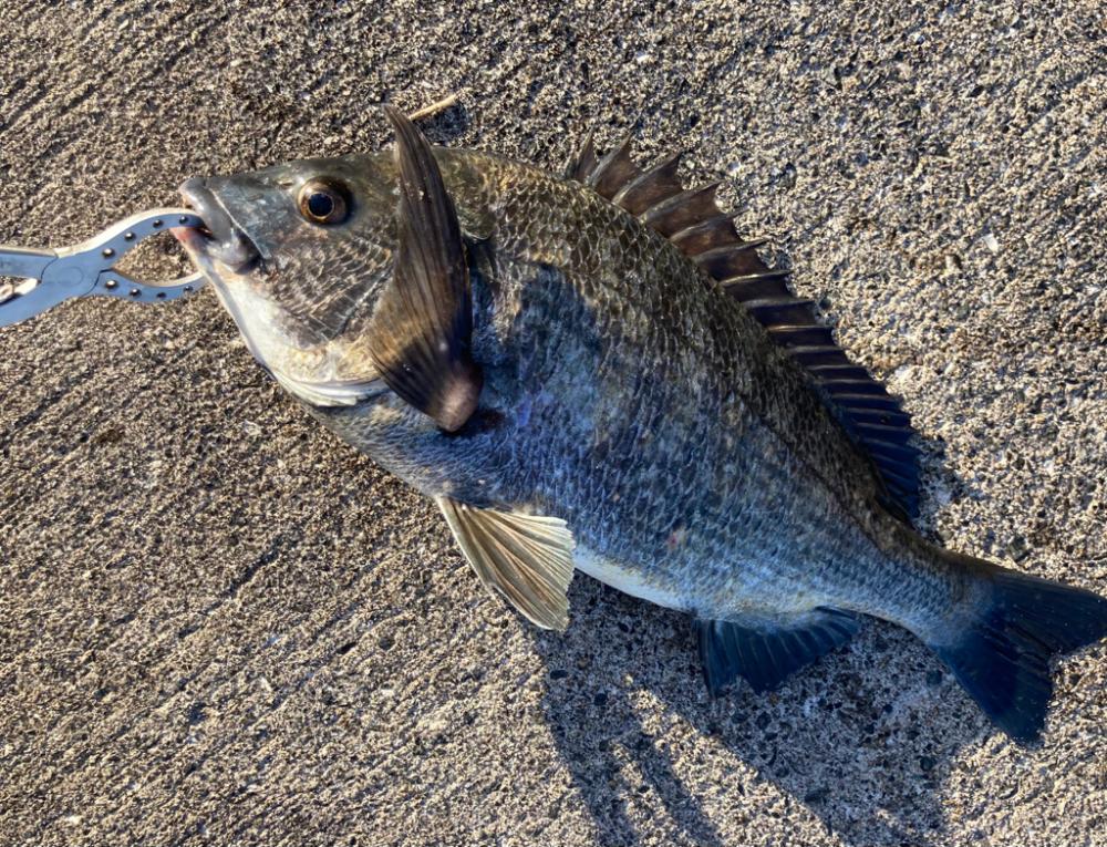 心地よい気候のなかセイゴ狙いました