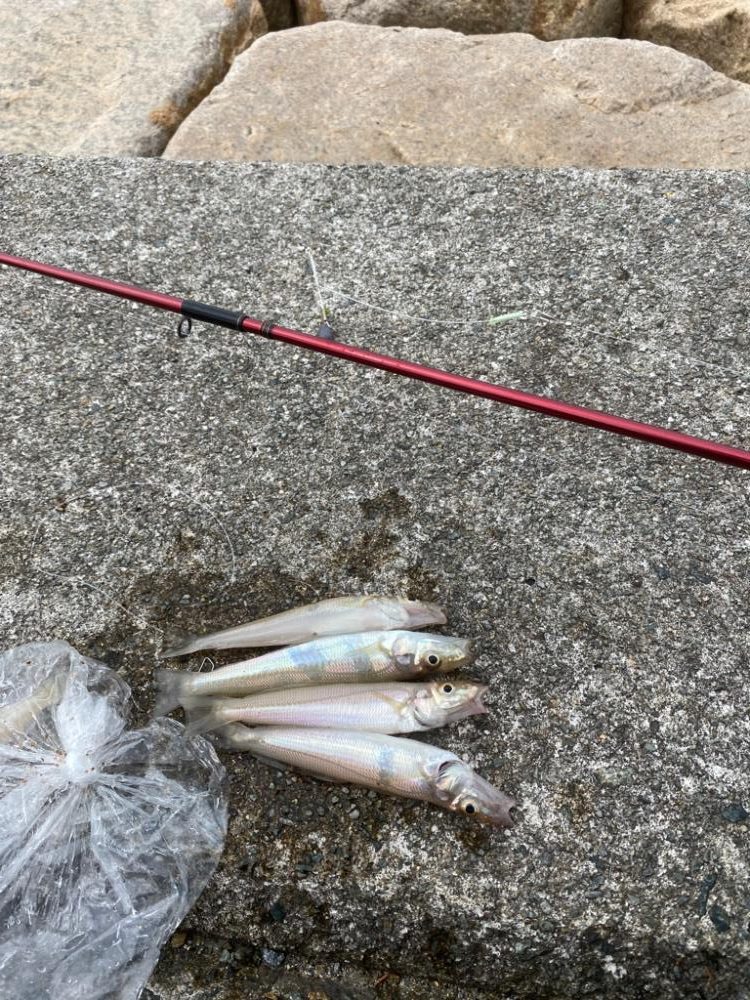 ちょい投げライトキスゲーム③