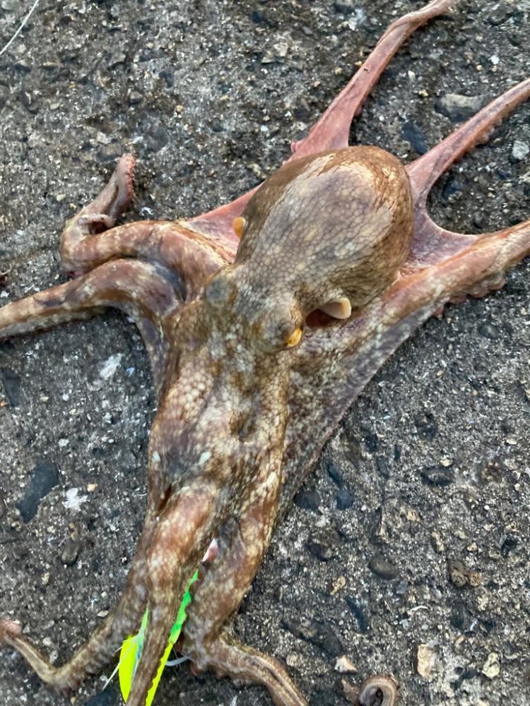 ⭐︎3日連続タコ