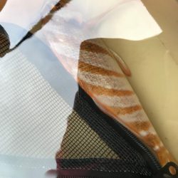 タカノハダイの日