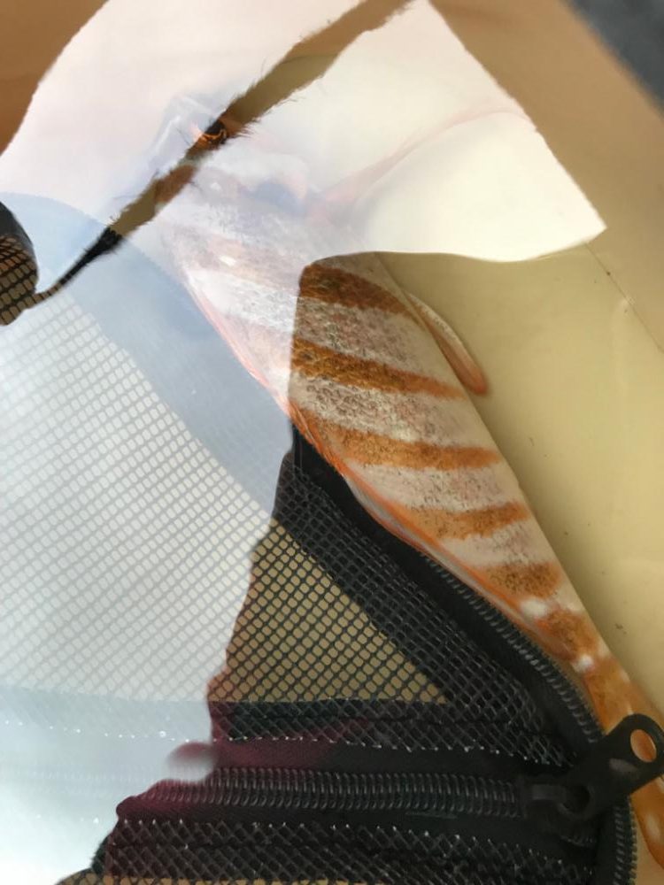 タカノハダイの日