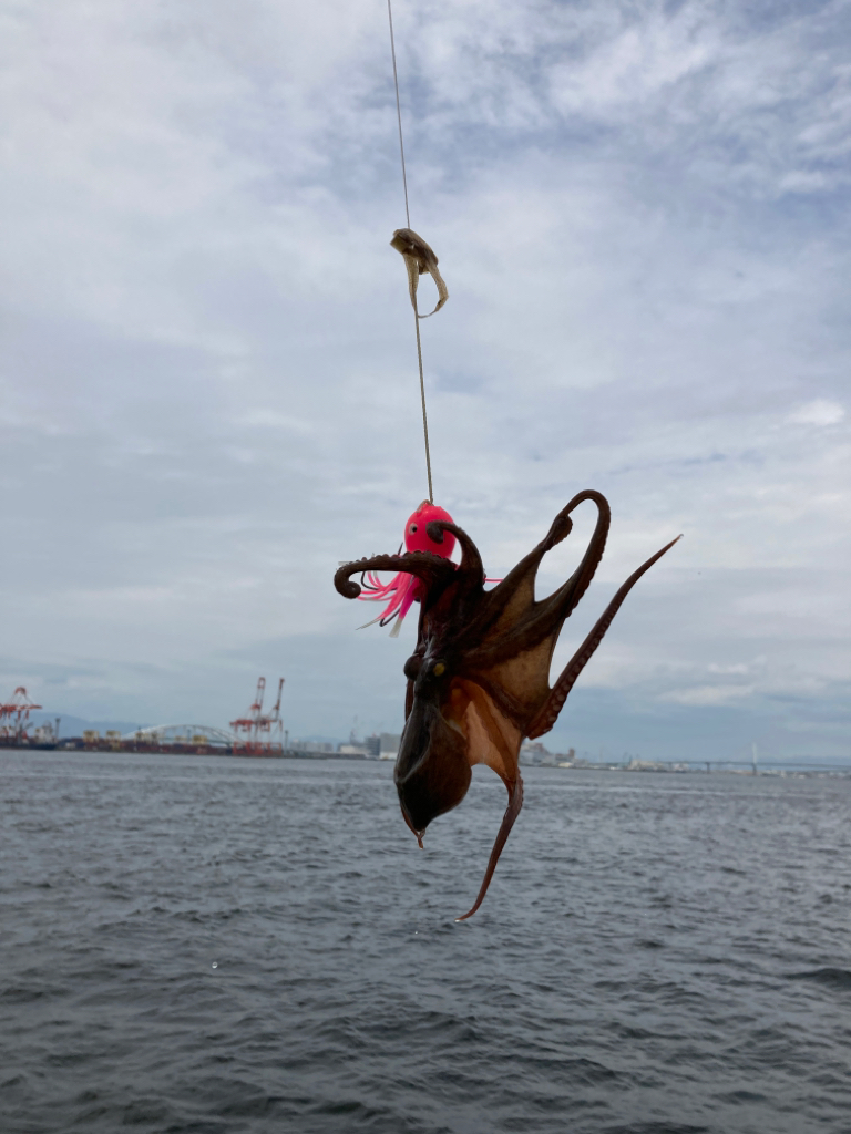 昼蛸散歩。何とか新子1杯。。