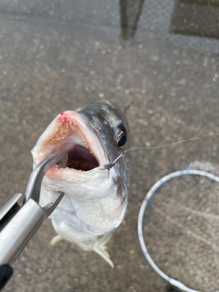 雨の日の落とし込み