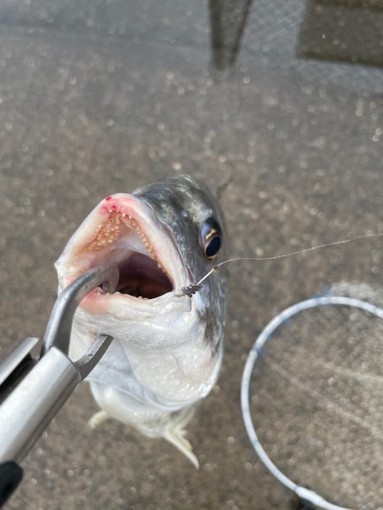 雨の日の落とし込み