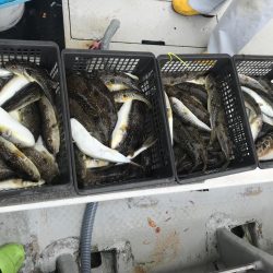 淡路室津の夏フグ　強者集団編