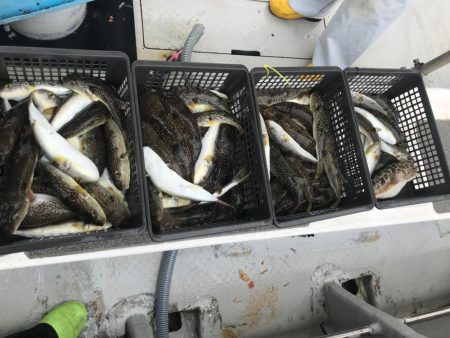 淡路室津の夏フグ　強者集団編