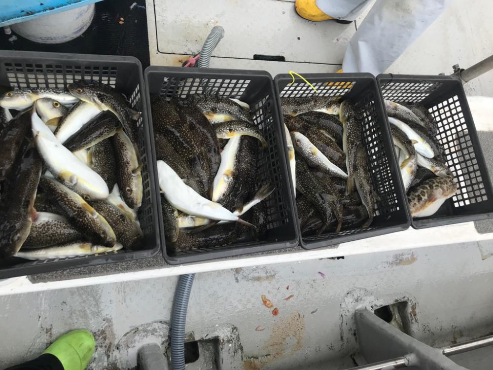 淡路室津の夏フグ 強者集団編