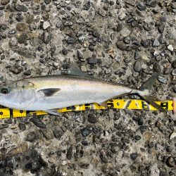 大阪湾　春ブリ