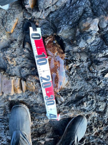 プチ遠征ロックフィッシュ