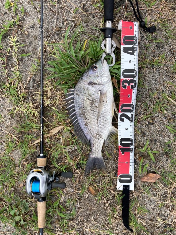 なんちゃってベイトチニング