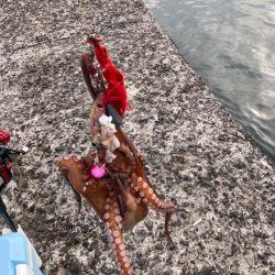 ようやくタコエギでタコが釣れた。