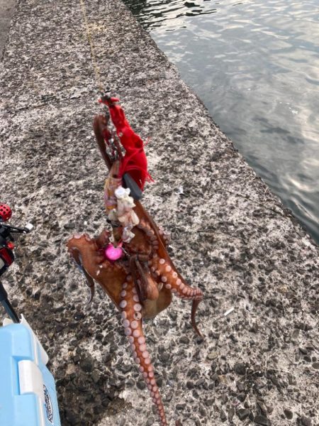 ようやくタコエギでタコが釣れた。