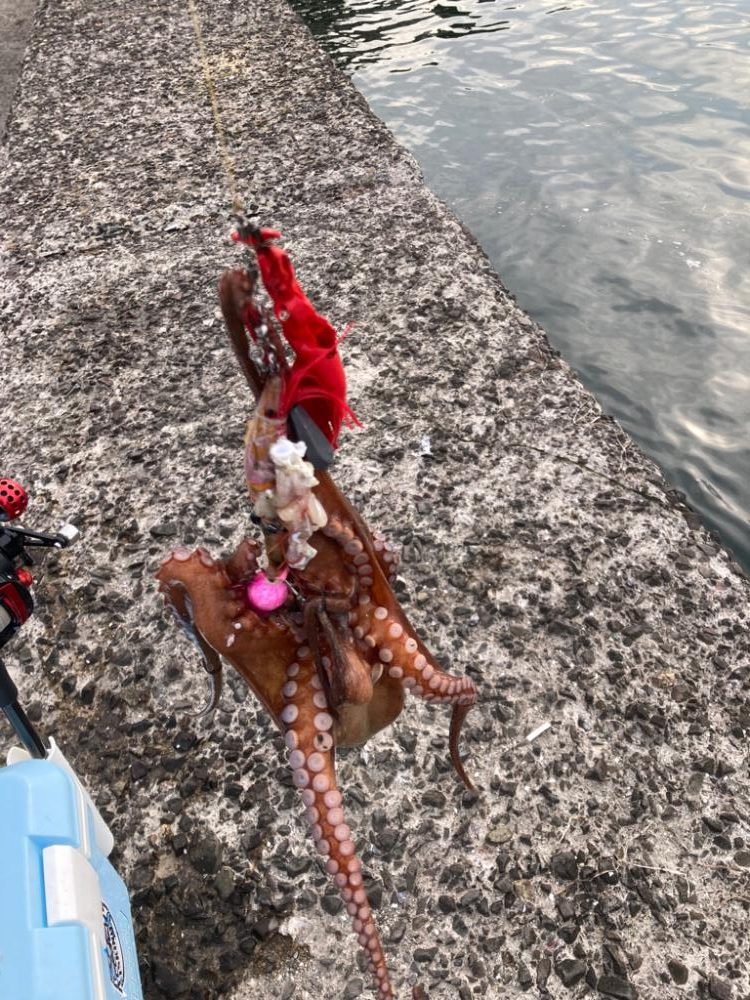 ようやくタコエギでタコが釣れた。