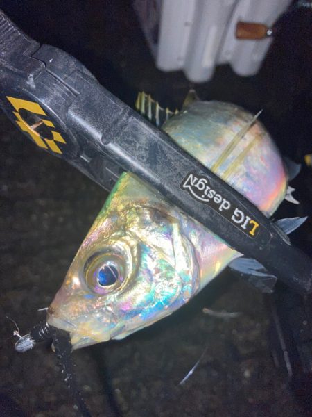 ライトゲーム🎣