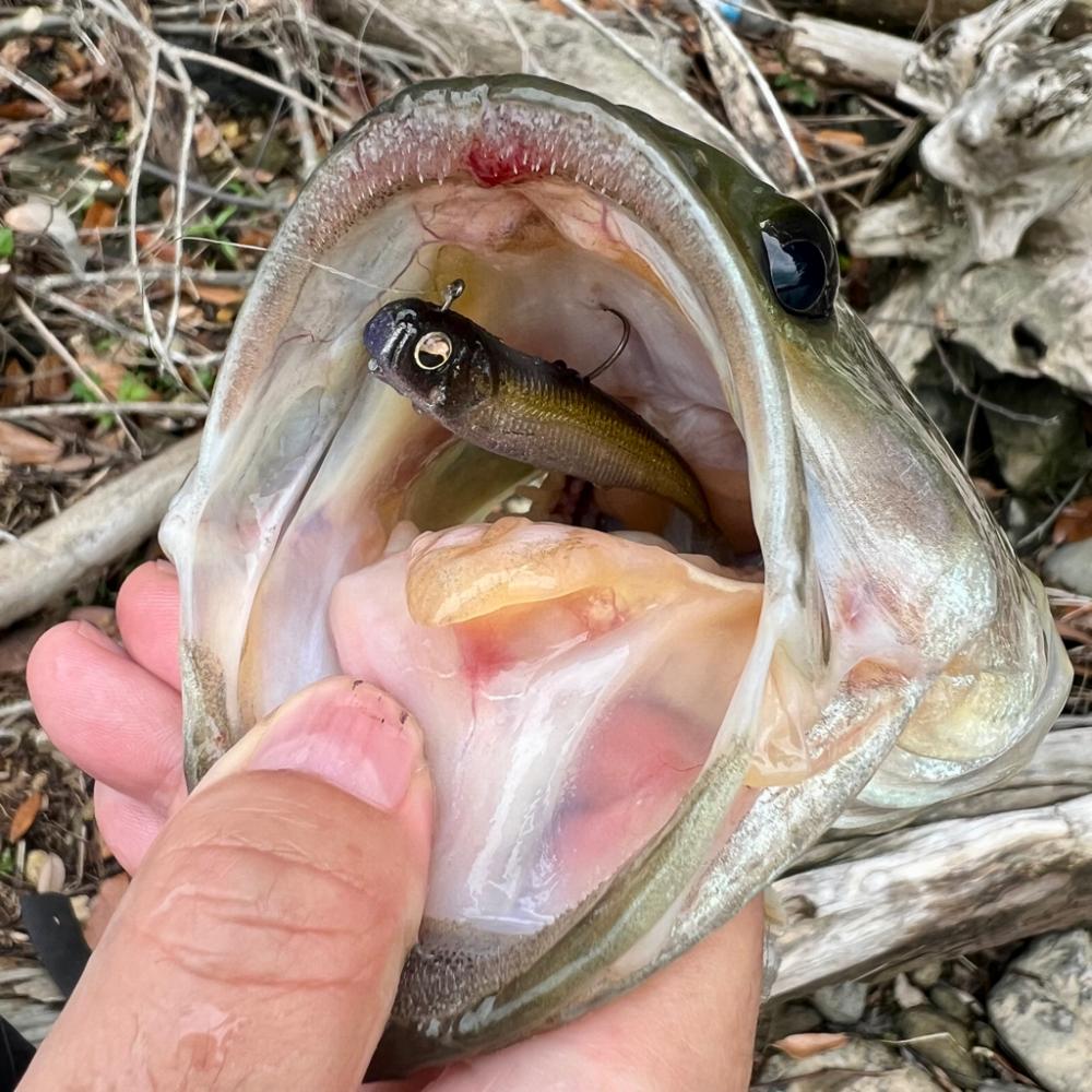 岩盤エリアでの一本🔥