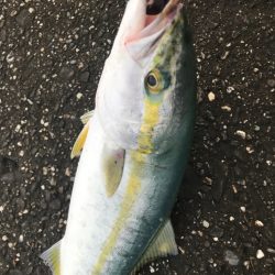 初青物inショア