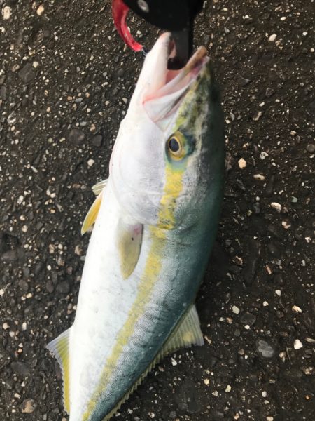 初青物inショア