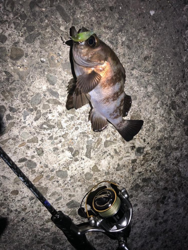 アジングのつもりが