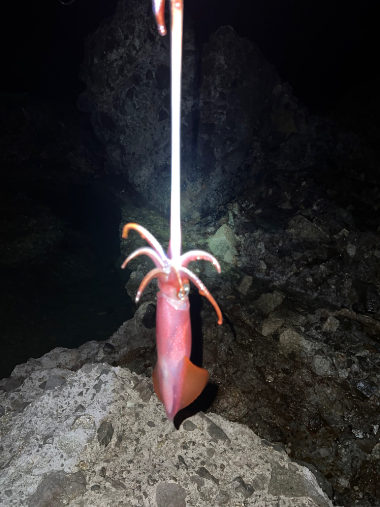 ナイトエギング