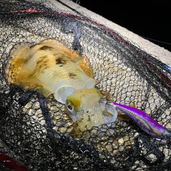 今季5杯目のアオリ🦑(^.…