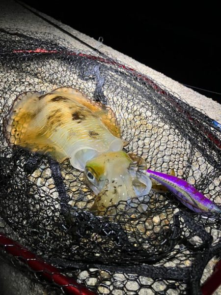 今季5杯目のアオリ🦑(^.…