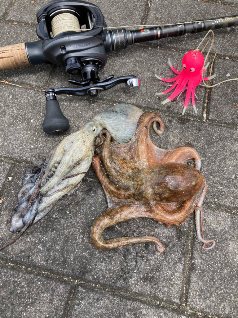 昼休み湾奥蛸散歩。何とか仔蛸2杯。。