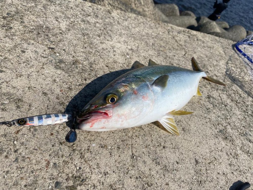 坊主逃れのハマチ