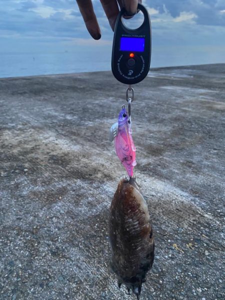 またまたコウイカ