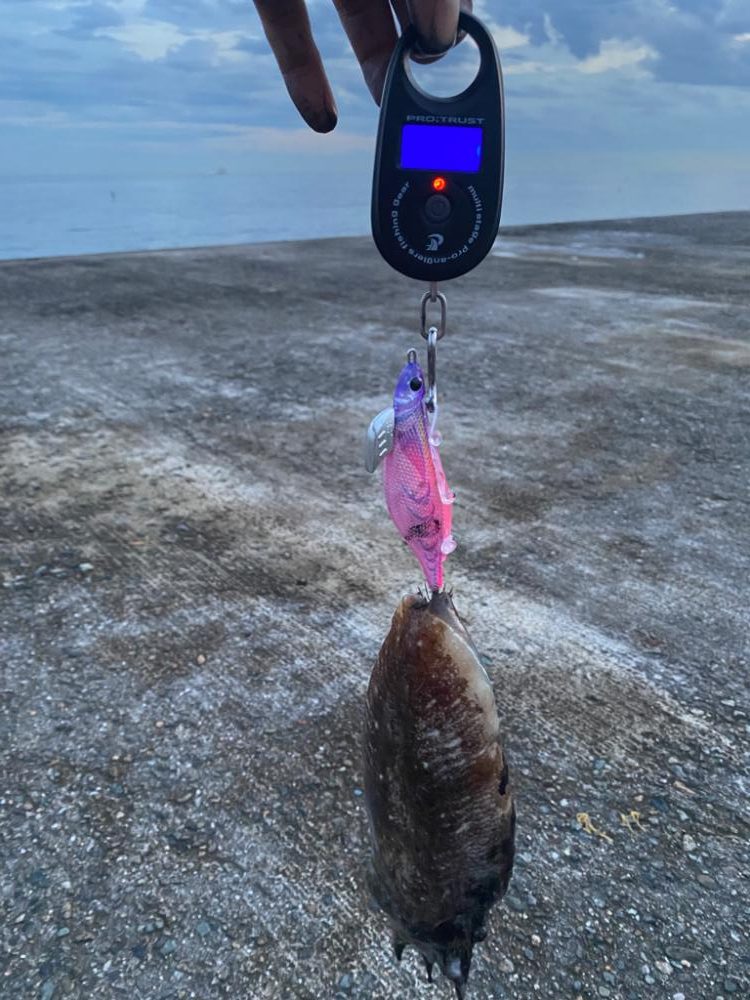 またまたコウイカ