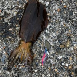 本命のアオリイカ