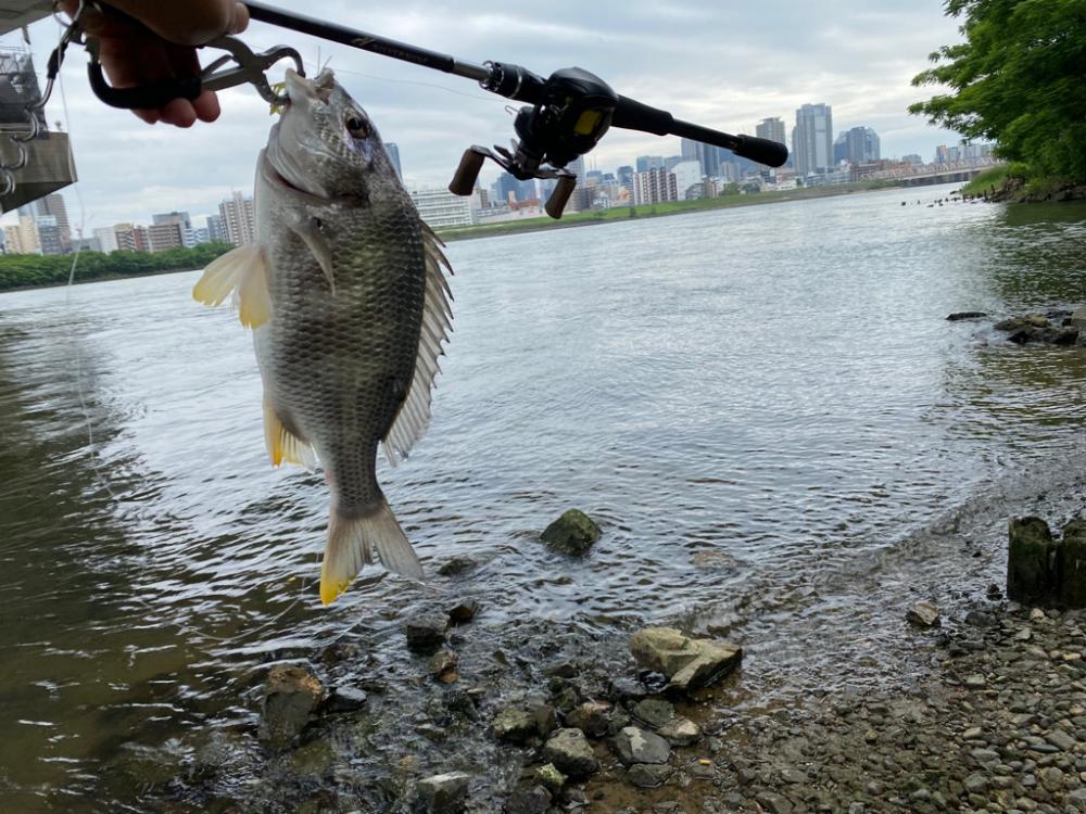 10分で釣って帰る　