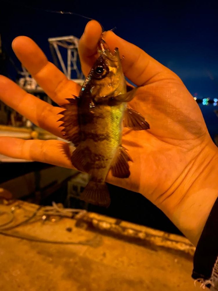 メバリング24(前回採番相違)