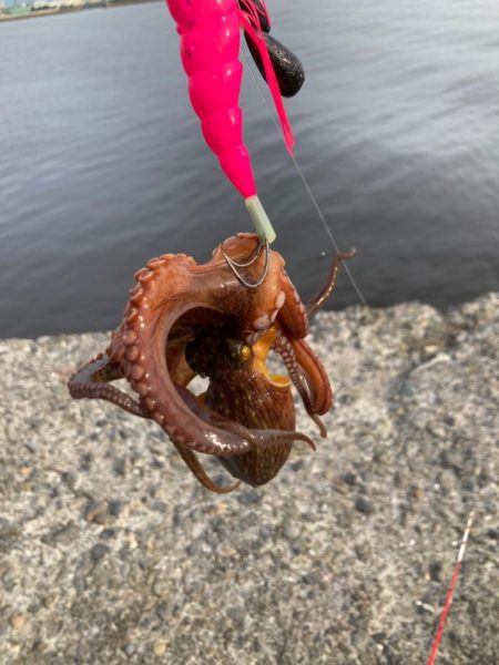 ちょこっと夕まずめフィッシング