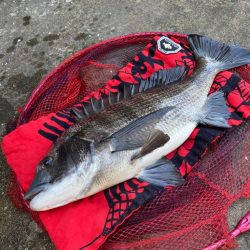 ヘチってきました