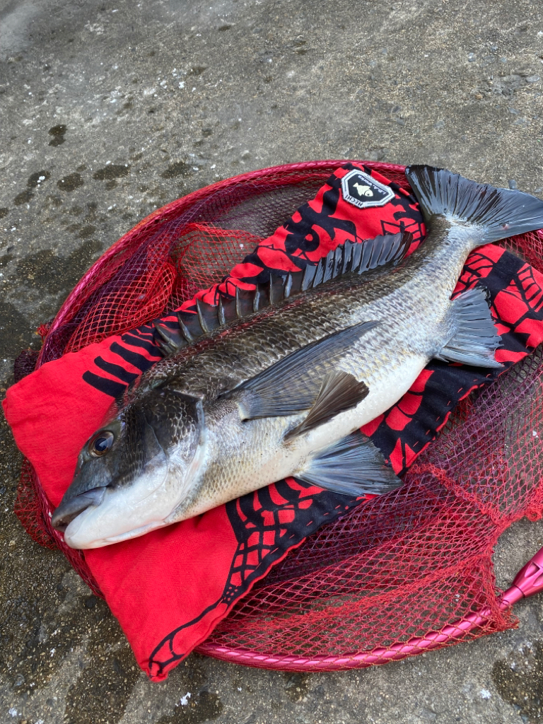 ヘチってきました