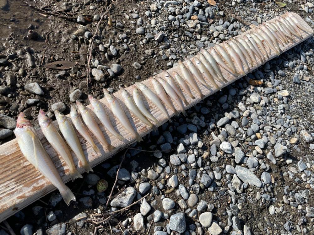 エギングタックルでシロギス