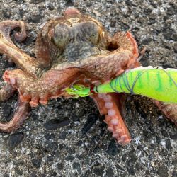 ⭐︎奥深きタコ