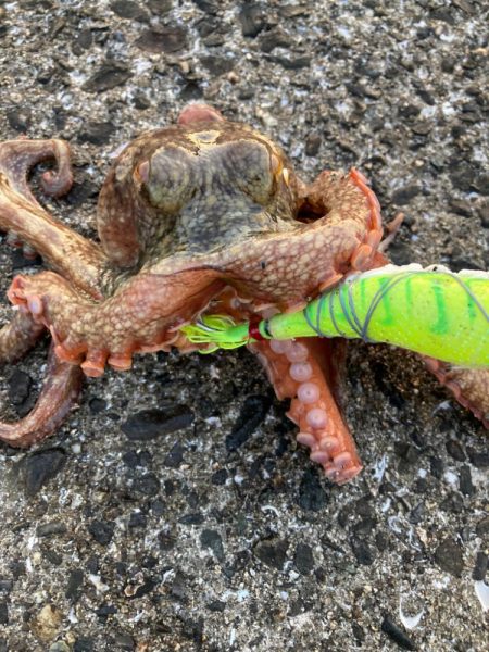 ⭐︎奥深きタコ