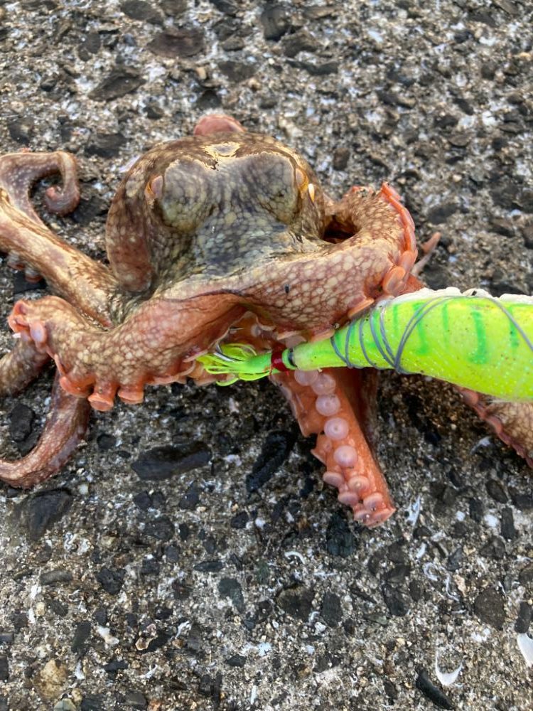 ⭐︎奥深きタコ