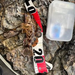 ライトゲーム新規開拓