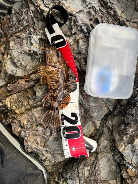 ライトゲーム新規開拓