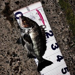 ミノーにチヌ！！