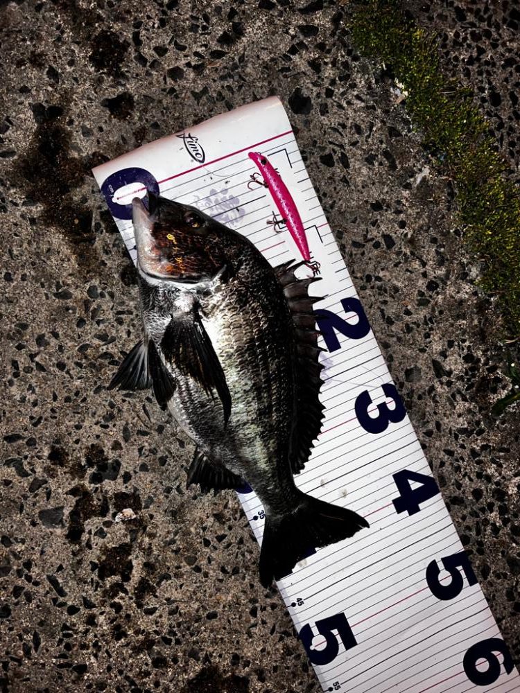 ミノーにチヌ！！