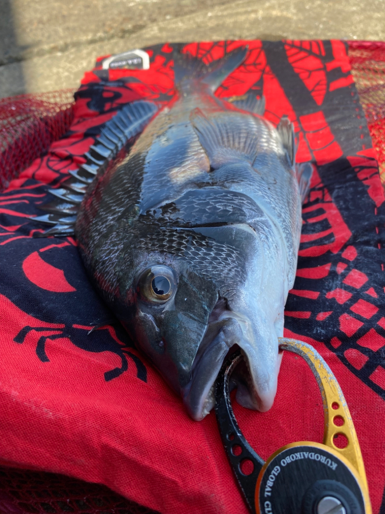 ヘチってきました