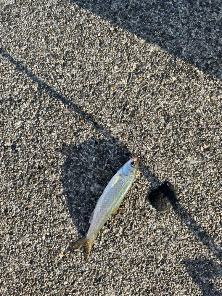 小ハスからのニゴイング