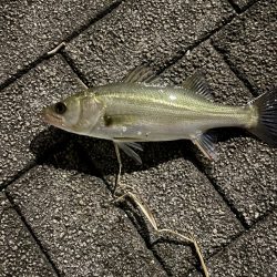 雨後のバチ抜け調査
