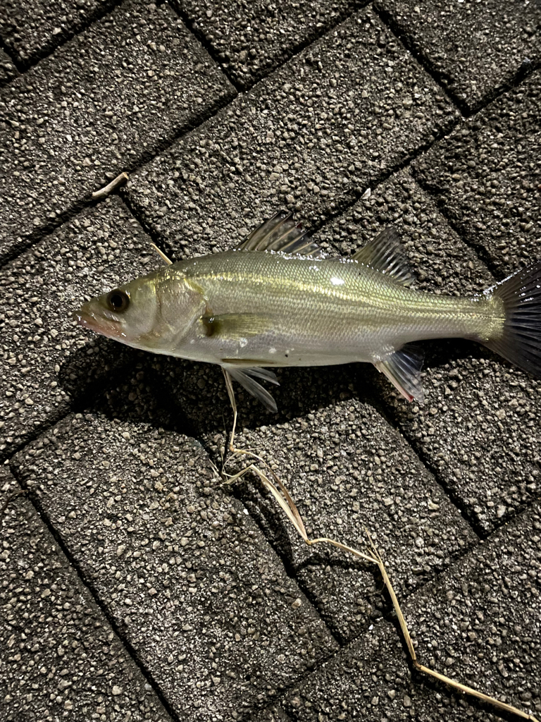 雨後のバチ抜け調査