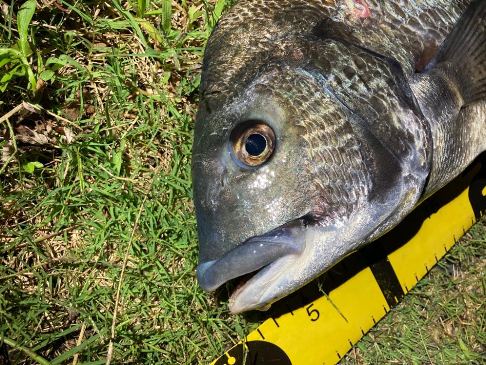 夜のチヌ釣り好調