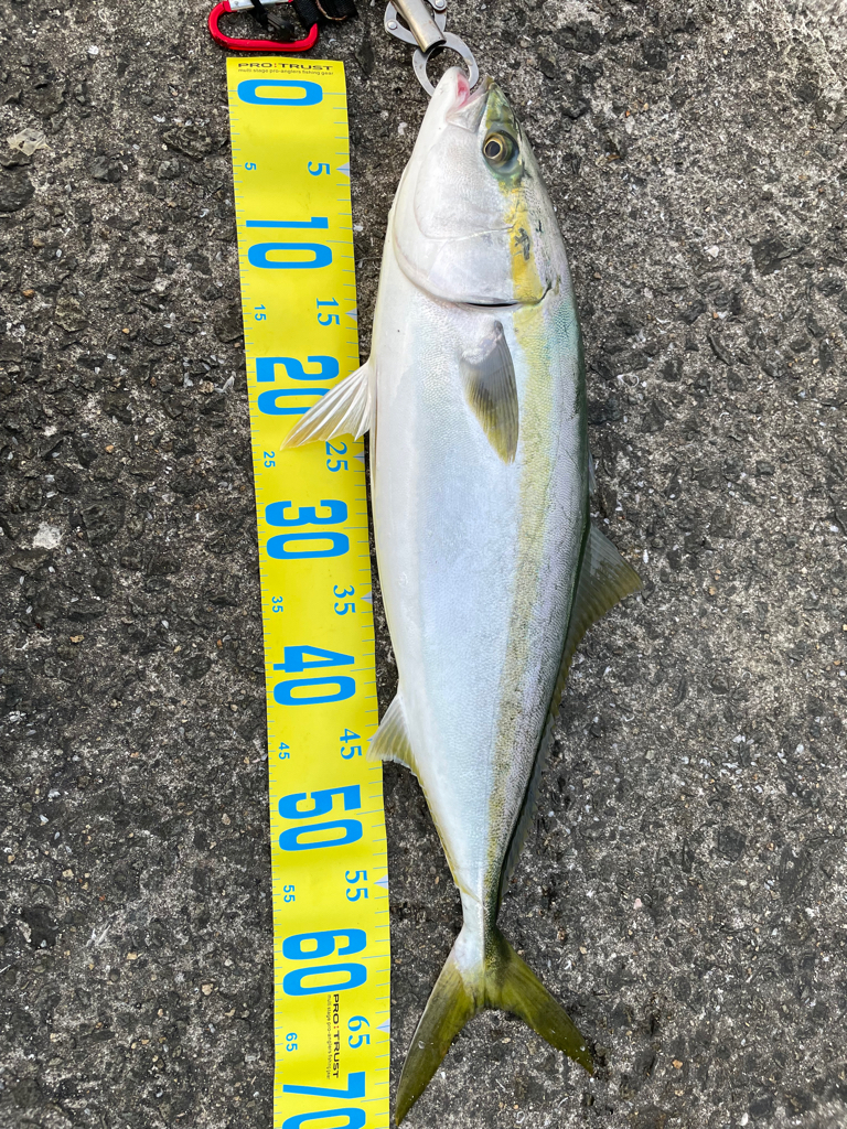 久しぶりの青物